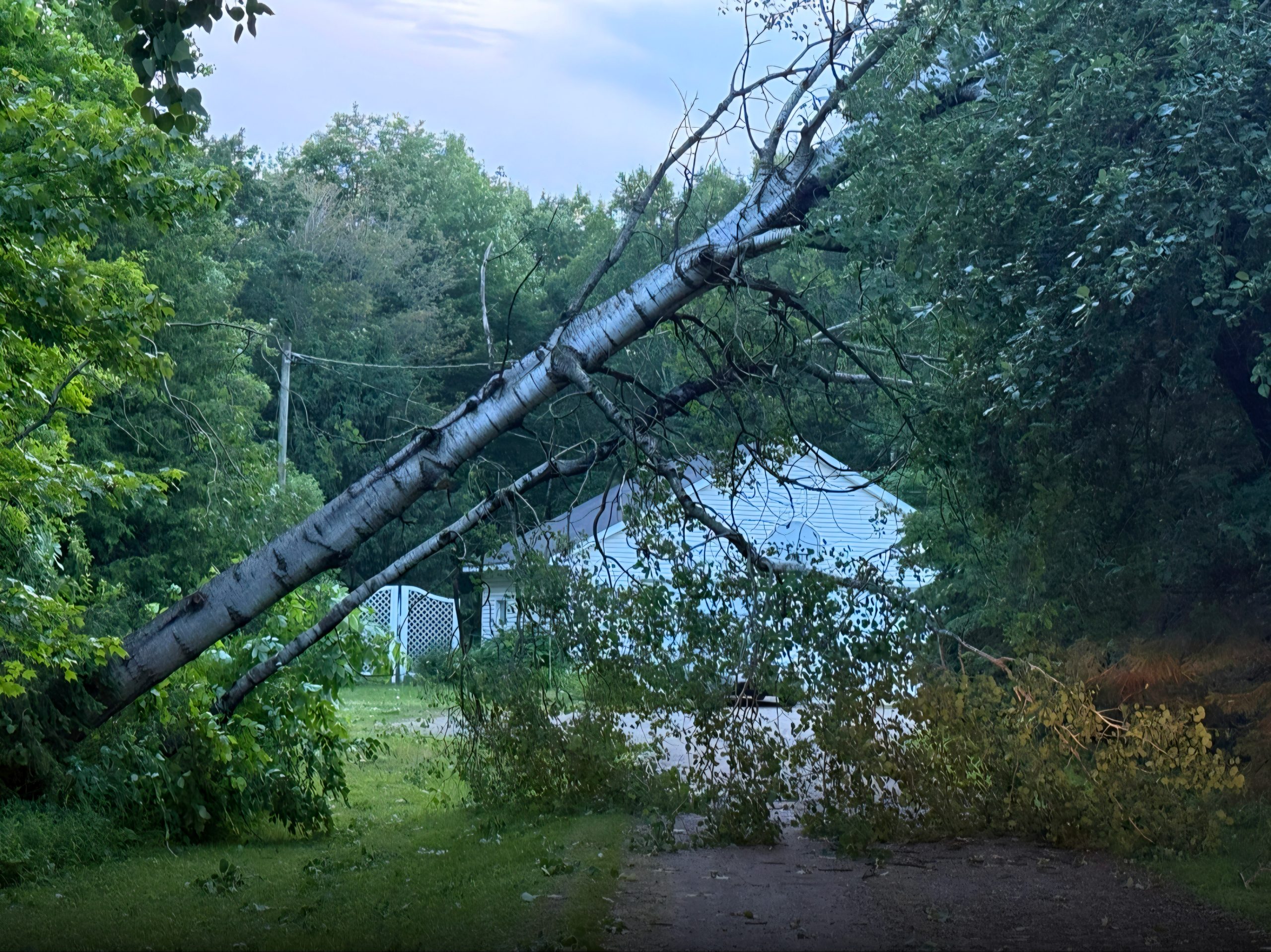 A tree fallen across a driveway