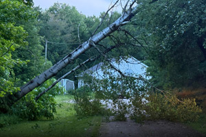 A tree fallen across a driveway