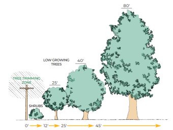 A diagram indicating appropriate tree growth heights and the distances they should be planted relative to electric infrastructure.