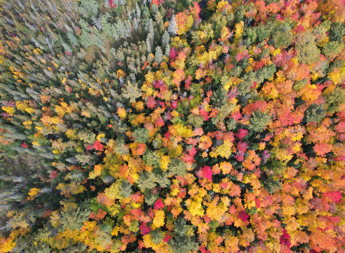 Aerial view of an autumnal Michigan forest