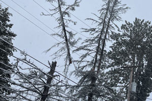 storm damage, trees on power lines