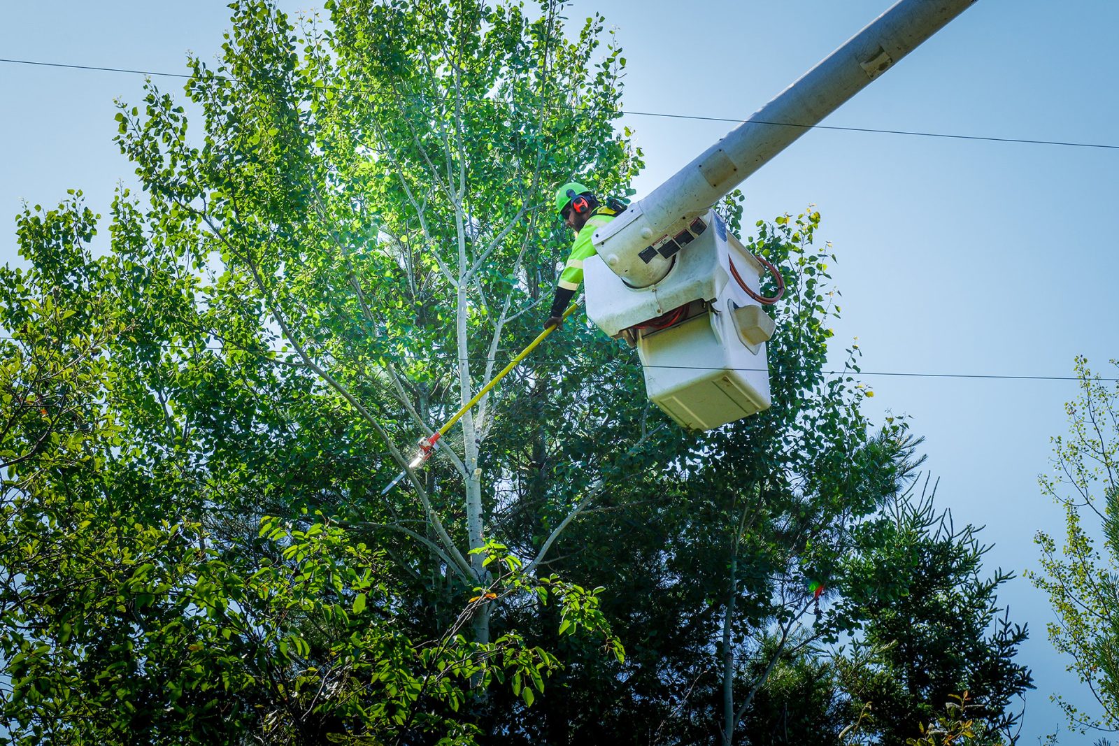 A vegetation management professional in a bucket trimming trees
