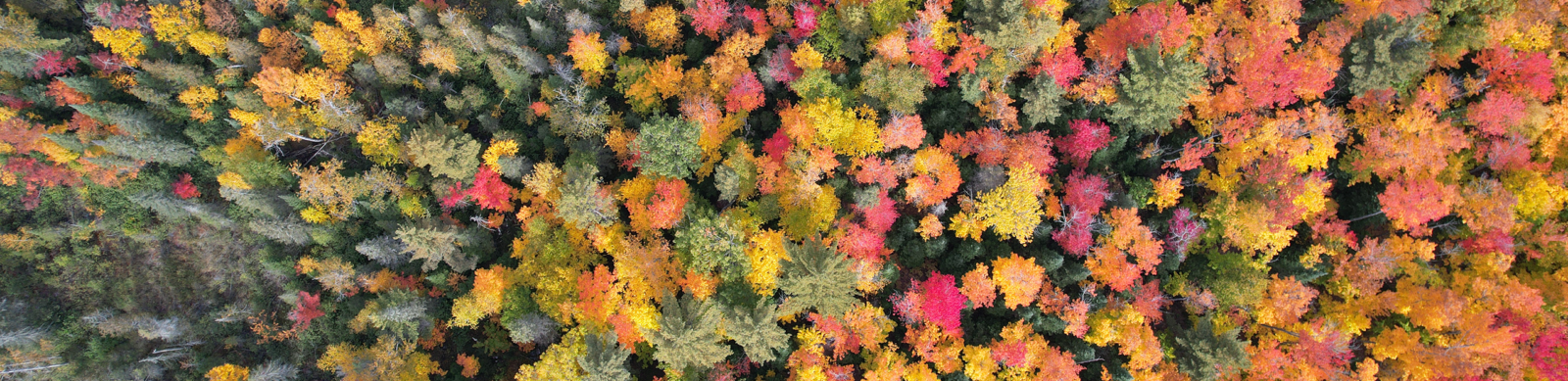 overhead view of colorful Fall trees