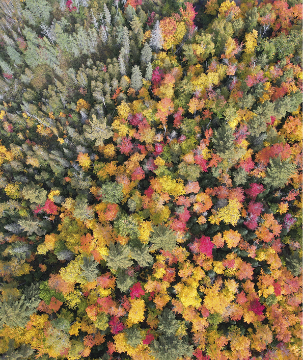 overhead view of colorful trees