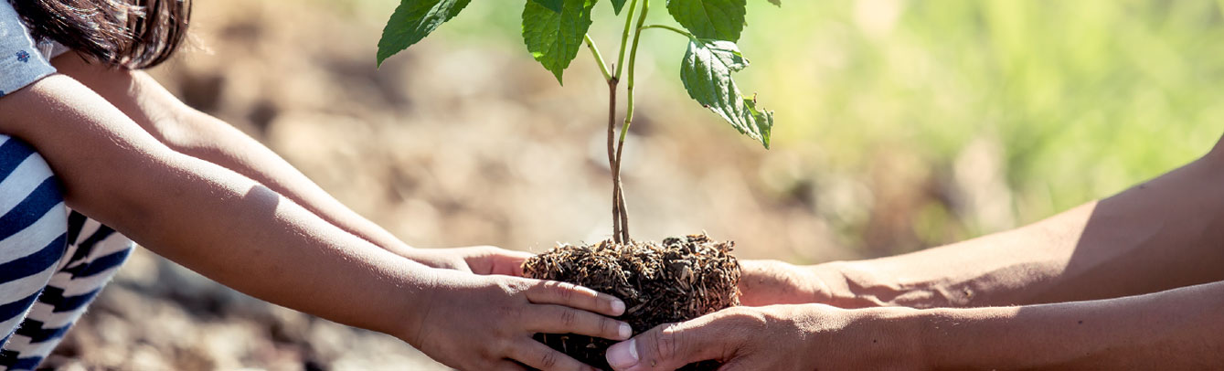 people holding a small tree to plant it